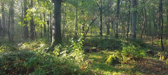 SPIE-ken in het Doezelbos